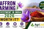 Saffron Farming Investment India 2026 – Rs.6 Lakh/Kg Crop: Is It Worth It?