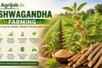 Ashwagandha Farming Profit Per Acre