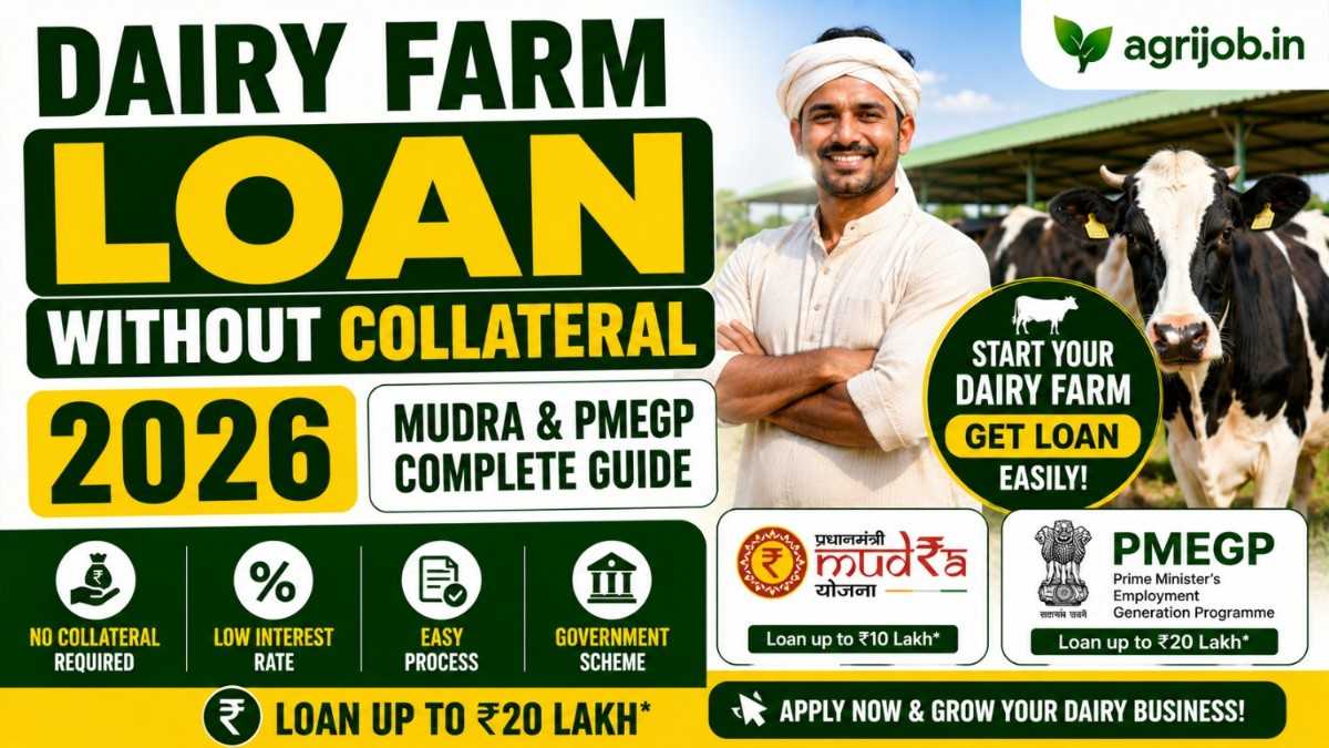 Dairy Farm Loan Without Collateral 2026 – Mudra, PMEGP & Zero Security Guide