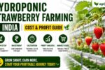 Hydroponic Strawberry Farming 2026 Rs.3 Lakh Cost Guide