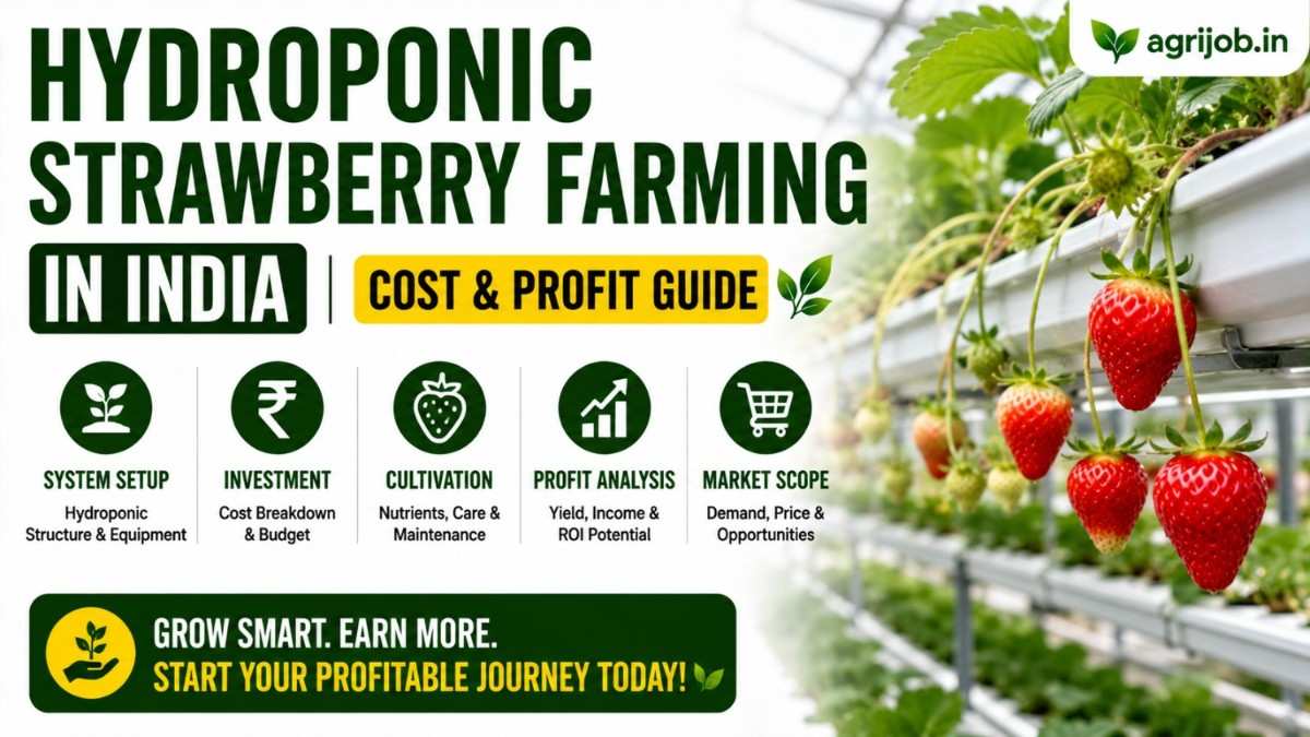 Hydroponic Strawberry Farming 2026 Rs.3 Lakh Cost Guide