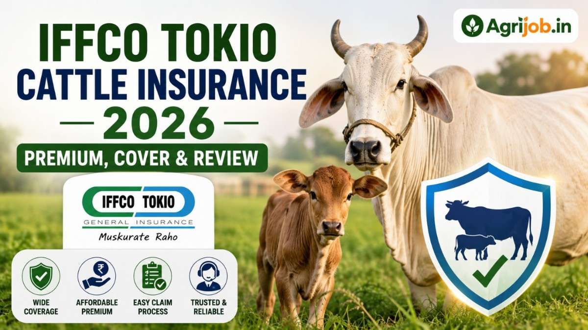 IFFCO Tokio Cattle Insurance 2026 – Premium, Cover & Review
