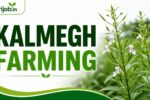 Kalmegh Farming