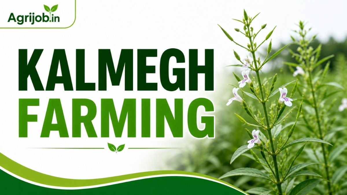 Kalmegh Farming