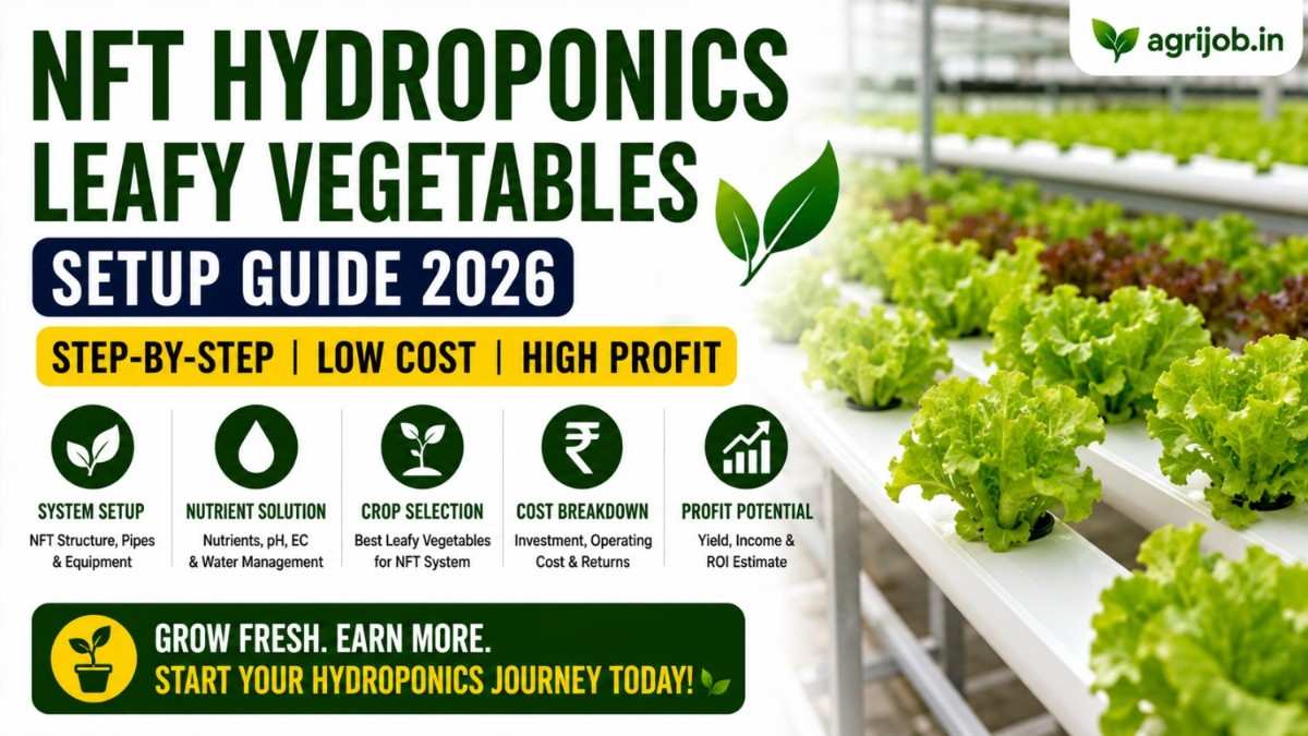 NFT Hydroponics Setup 2026 Rs.1.8 Lakh Cost, Rs.45,000 Income