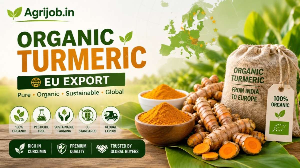 Organic Turmeric EU Export