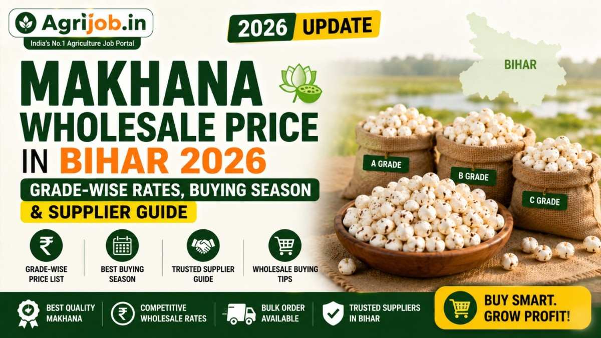 Makhana Wholesale Price in Bihar 2026 – Grade-Wise Rates, Buying Season & Supplier Guide