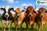 Best Dairy Cow Breeds in India 2026 – HF vs Jersey vs Gir vs Sahiwal Full Comparison
