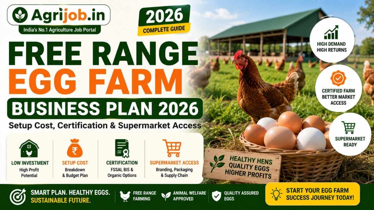 Free Range Egg Farm Business Plan 2026 – Setup Cost, Certification and Supermarket Access