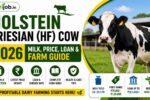Holstein Friesian HF Cow 2026 – Milk, Price, Loan & Farm Guide