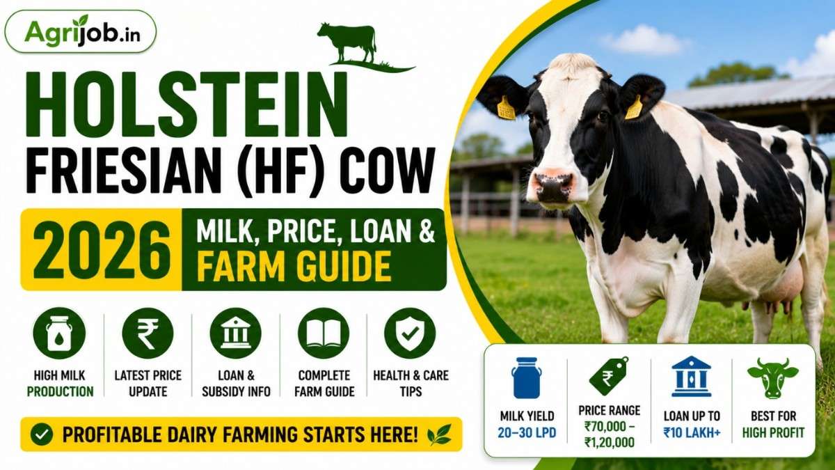 Holstein Friesian HF Cow 2026 – Milk, Price, Loan & Farm Guide