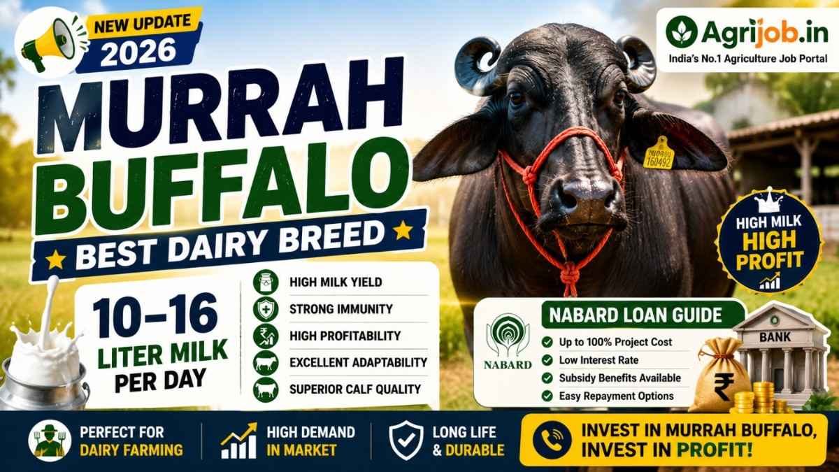 Murrah Buffalo Price 2026 – Best Dairy Breed, 10–16 Liter Milk & NABARD Loan Guide