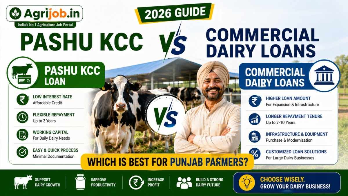 Pashu KCC vs Commercial Dairy Loans 2026 – Which Is Best for Punjab Farmers
