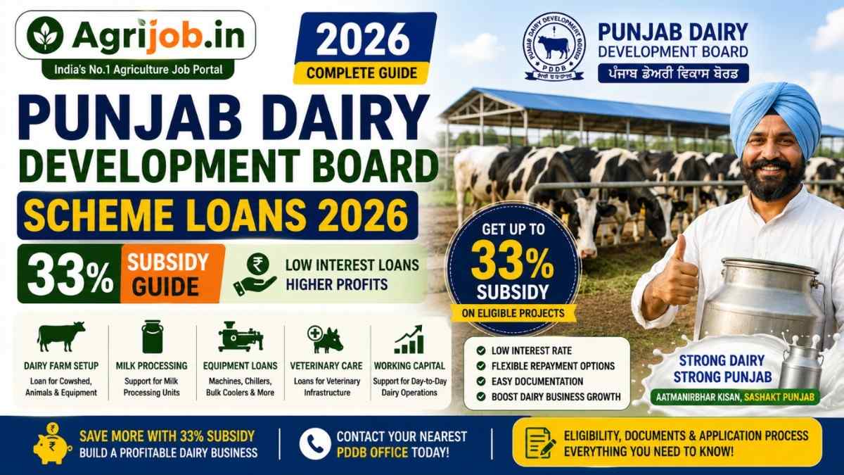 Punjab Dairy Development Board Scheme Loans 2026 – 33% Subsidy Guide