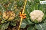 Cauliflower Brown Curd Boron Deficiency 2026 – Fix Bihar Soil in 7 Steps