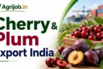 Cherry & Plum Export India