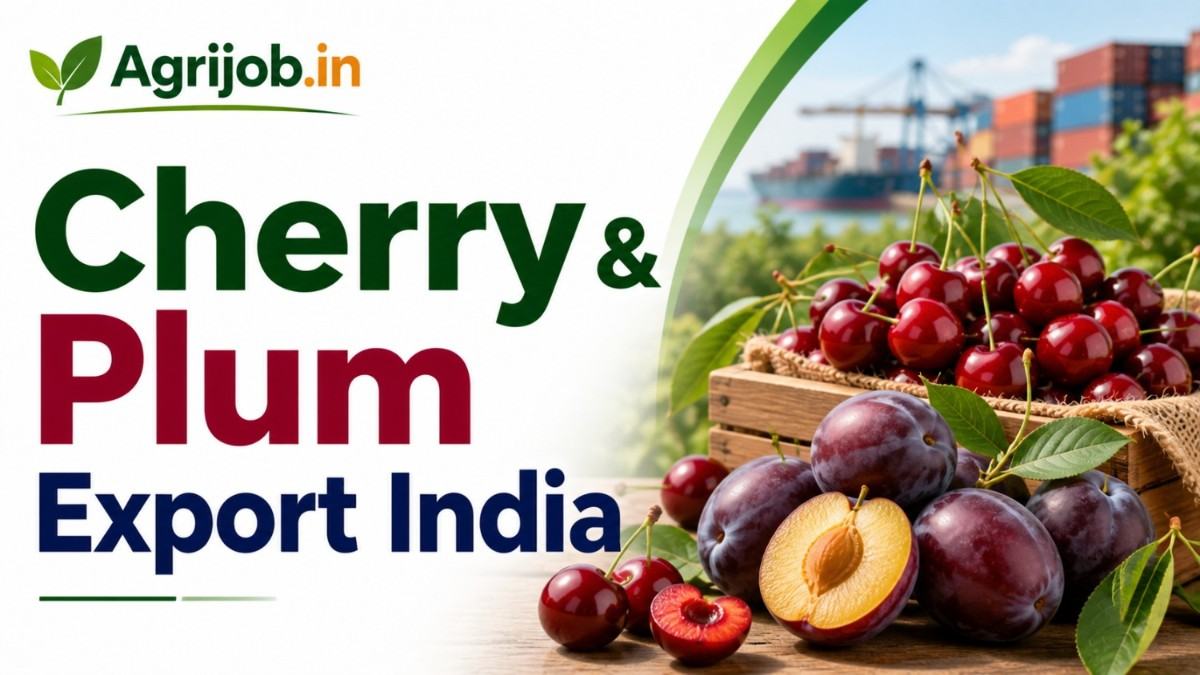 Cherry & Plum Export India