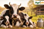 Dairy Farm Loan Subsidy 2026 – 25%, 33%, 50% Explained