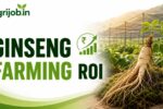 Ginseng Farming ROI