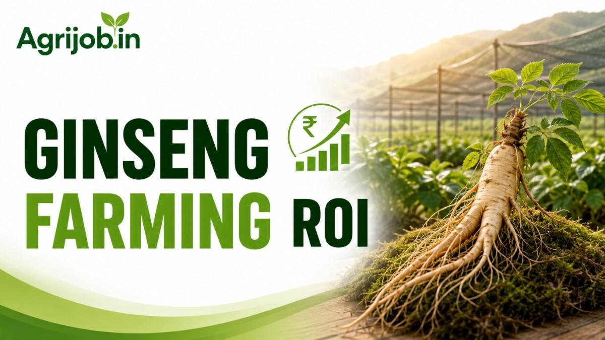 Ginseng Farming ROI