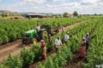 Hemp Farming Profitability