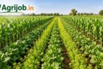 Intercropping Types and Benefits