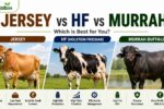 Jersey vs HF vs Murrah