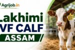 Lakhimi IVF Calf Assam