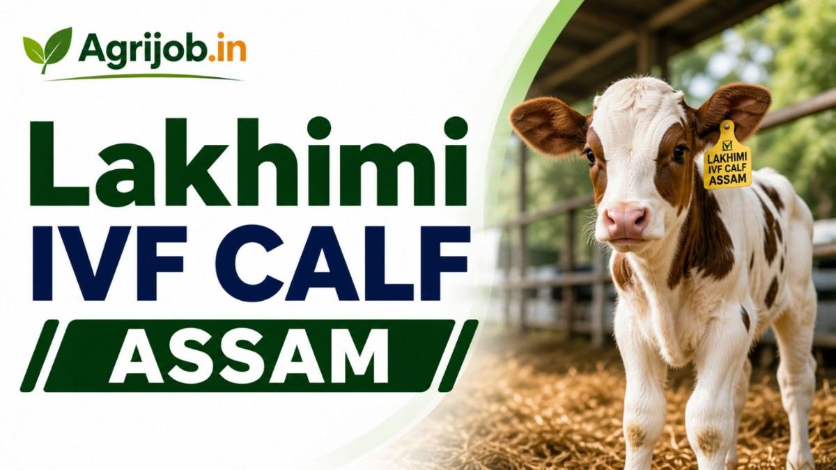 Lakhimi IVF Calf Assam