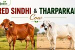 Red Sindhi & Tharparkar Cow