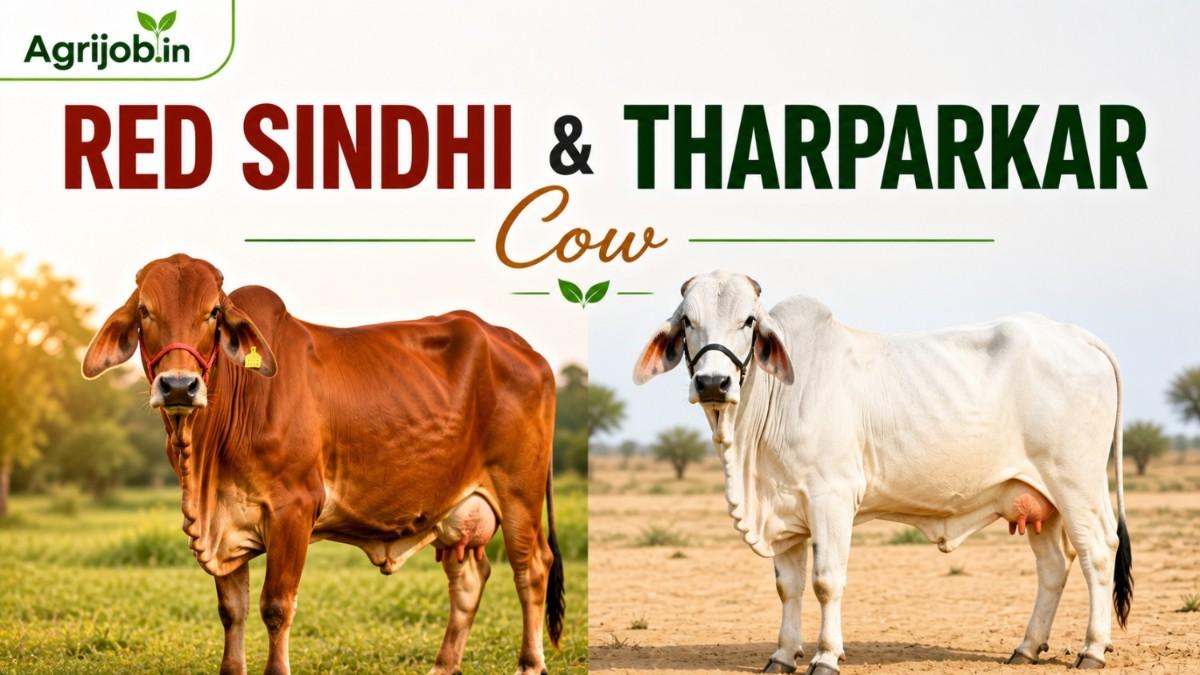 Red Sindhi & Tharparkar Cow