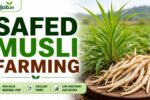 Safed Musli Contract Farming
