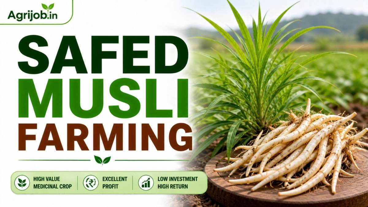 Safed Musli Contract Farming