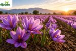 Saffron Farming Business Plan