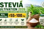 Stevia Cultivation 2026 Rs.55-100Kg Real Buyback Price
