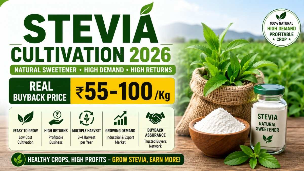 Stevia Cultivation 2026 Rs.55-100Kg Real Buyback Price