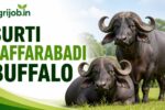 Surti Jaffarabadi Buffalo