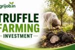 Truffle Farming Investment