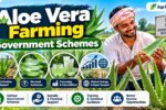 Aloe Vera Farming Government Schemes