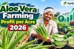 Aloe Vera Farming Profit per Acre 2026