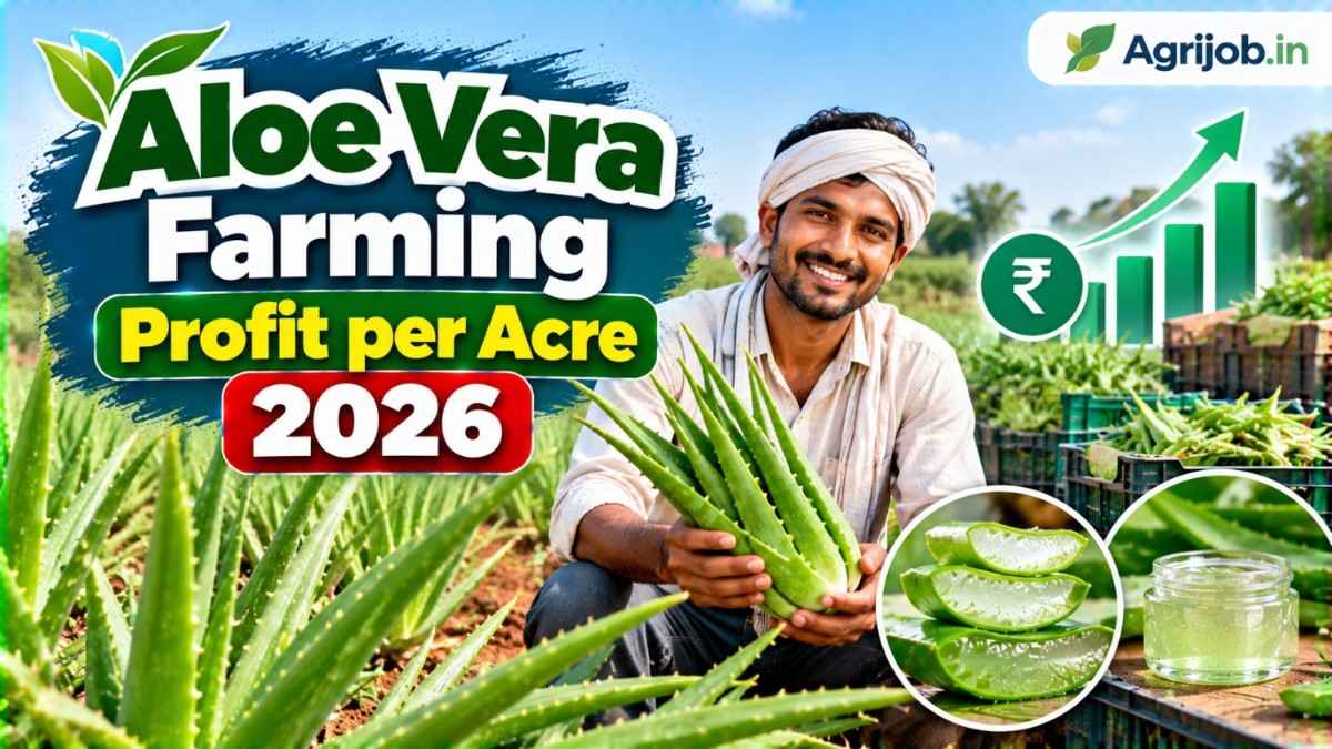Aloe Vera Farming Profit per Acre 2026