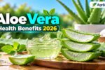 Aloe Vera Health Benefits 2026