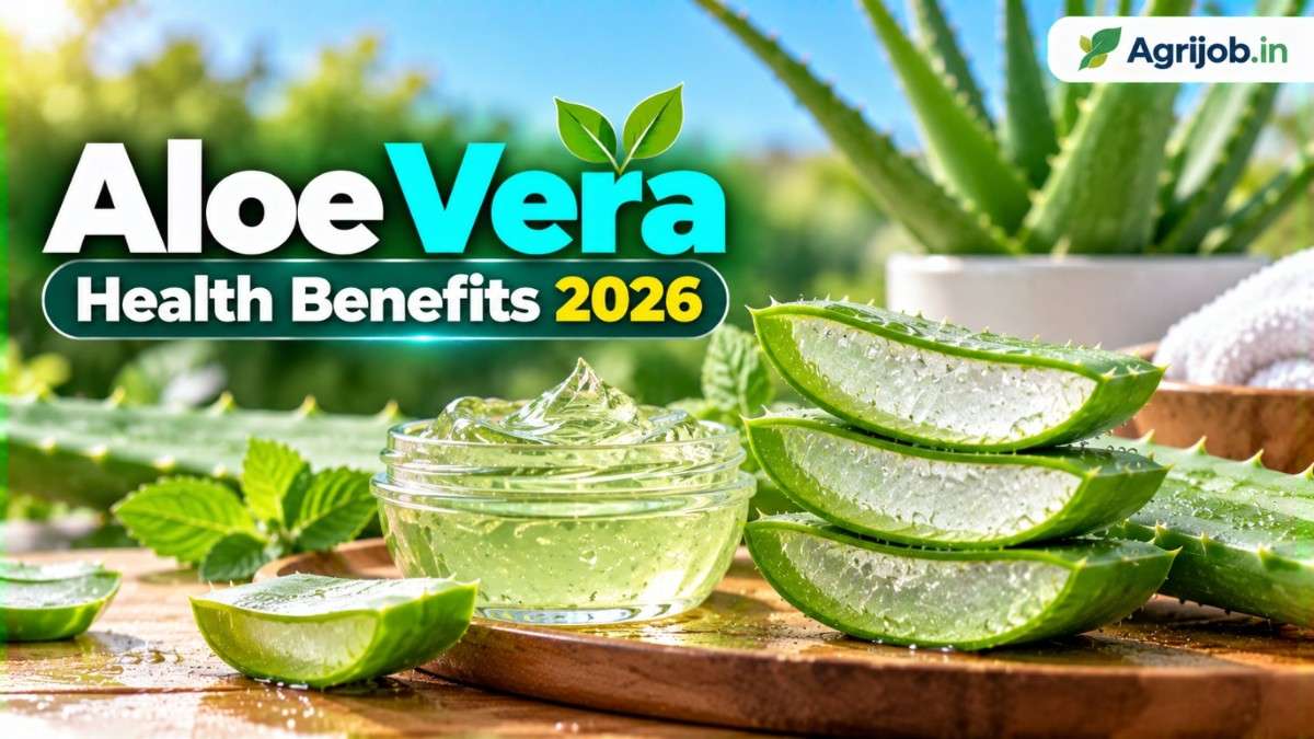 Aloe Vera Health Benefits 2026