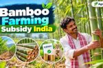 Bamboo Farming Subsidy India