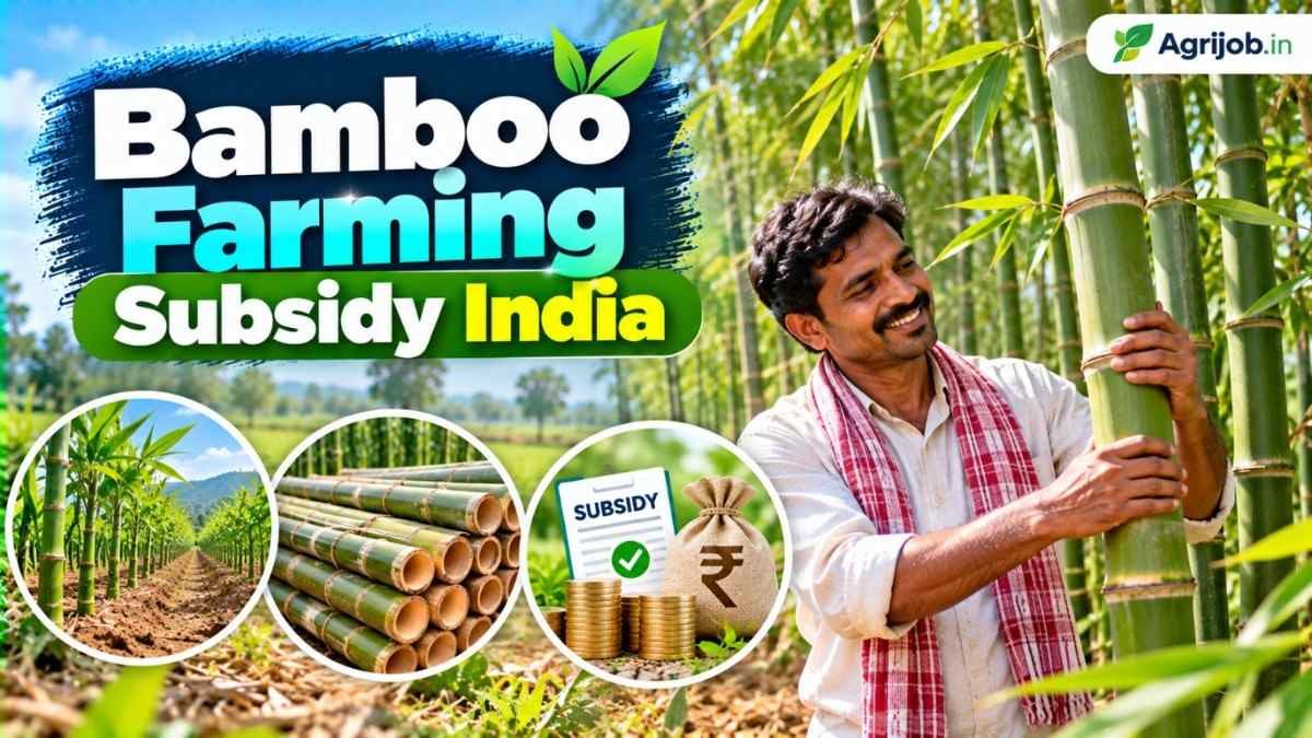 Bamboo Farming Subsidy India