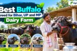 Best Buffalo Breed for Bihar UP MP Dairy Farm 2026