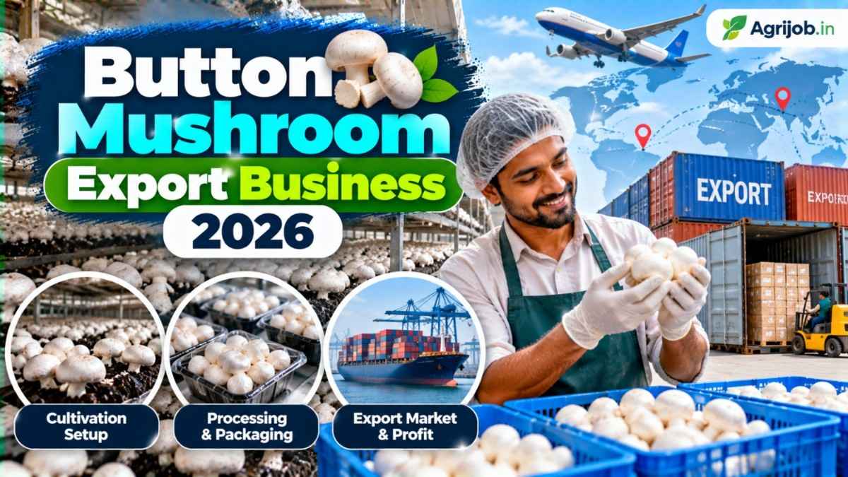 Button Mushroom Export Business 2026