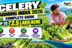 Celery Farming India 2026