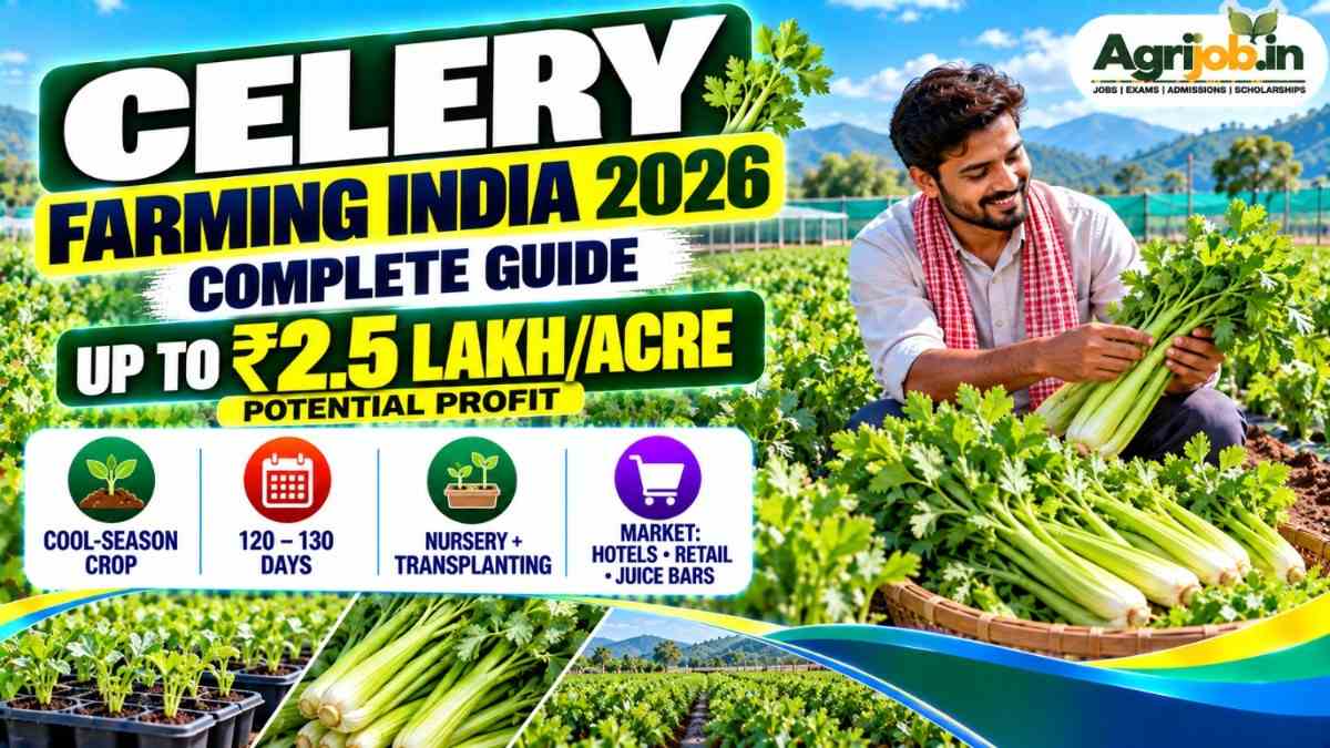 Celery Farming India 2026