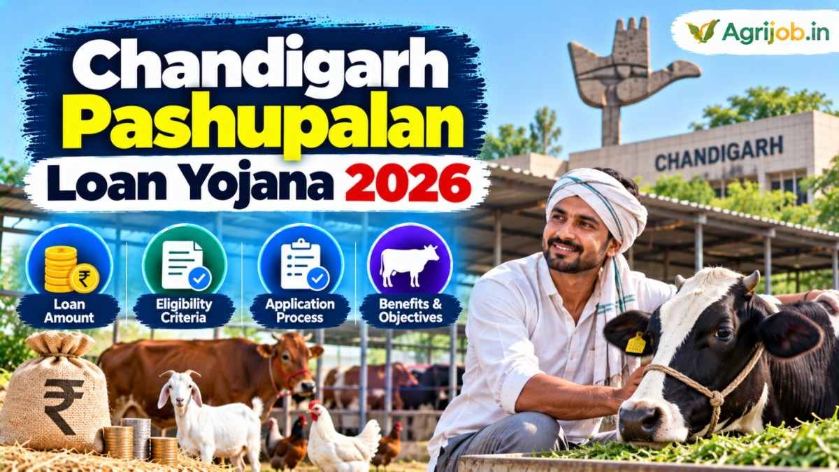 Chandigarh Pashupalan Loan Yojana 2026